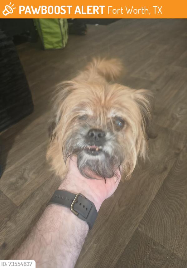 Found/Stray Male Dog last seen By Burger Box, Fort Worth, TX 76116