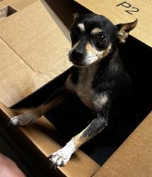 Reunited Male Dog last seen Near park/playground., Patterson, CA 95363