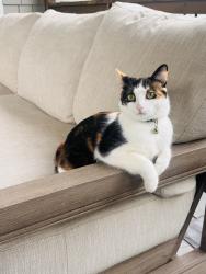 Lost Female Cat last seen Log Cabin Dr and Woodland Brook Dr, Atlanta, GA 30339