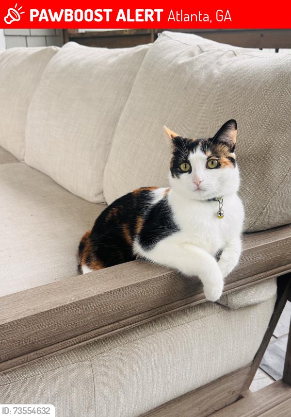 Lost Female Cat last seen Log Cabin Dr and Woodland Brook Dr, Atlanta, GA 30339