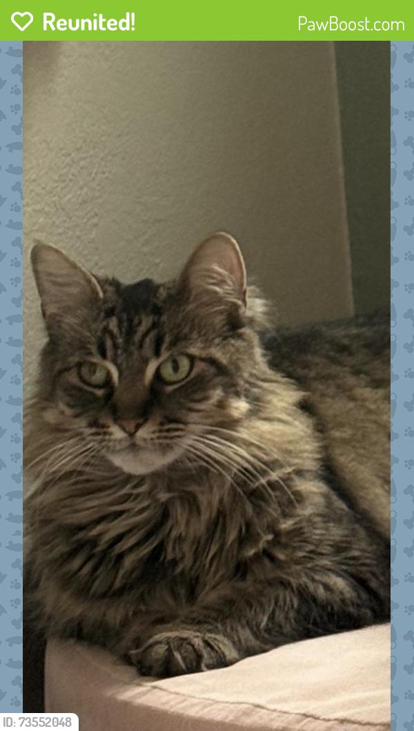 Reunited Female Cat last seen Post, Saginaw, MI 48602