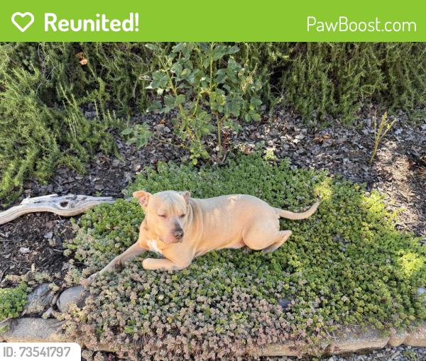 Reunited Male Dog last seen Richmar lane & Holcomb road, Grass Valley, CA 95949
