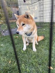 Found/Stray Male Dog last seen Hwy 95 and Railroad Lane, Payette, ID 83661