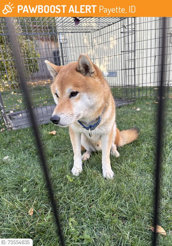 Found/Stray Male Dog last seen Hwy 95 and Railroad Lane, Payette, ID 83661