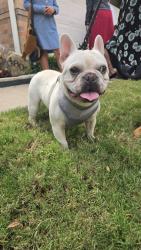 Found/Stray Male Dog last seen Sunset Ridge, Fort Worth, TX 76123