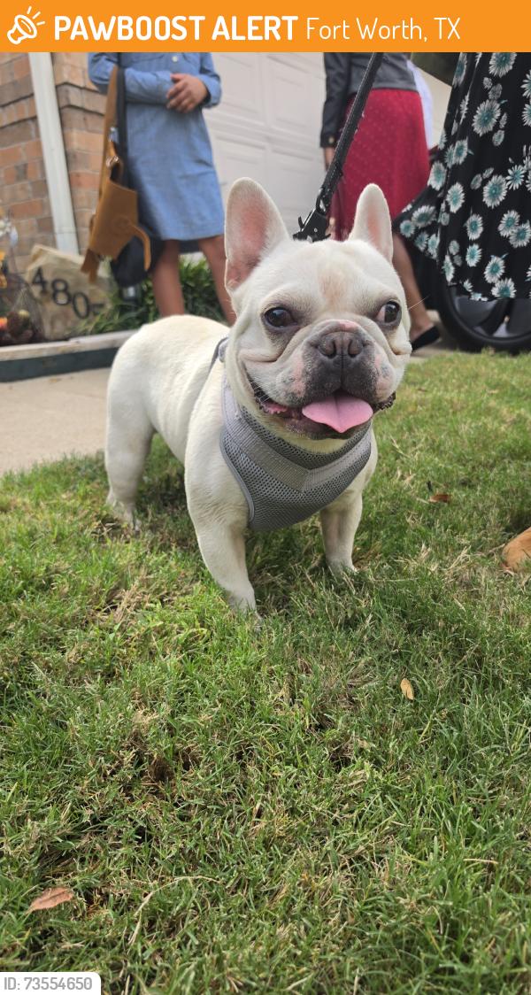 Found/Stray Male Dog last seen Sunset Ridge, Fort Worth, TX 76123