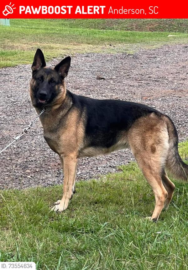 Lost Female Dog last seen Near J St Anderson SC 29625, Anderson, SC 29625