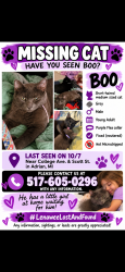 Lost Male Cat last seen College Ave & Scott St., Adrian, MI 49221