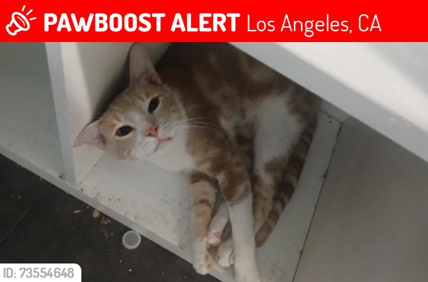 Lost Male Cat last seen Obregon Park, Los Angeles, CA 90063