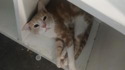 Lost Male Cat last seen Obregon Park, Los Angeles, CA 90063