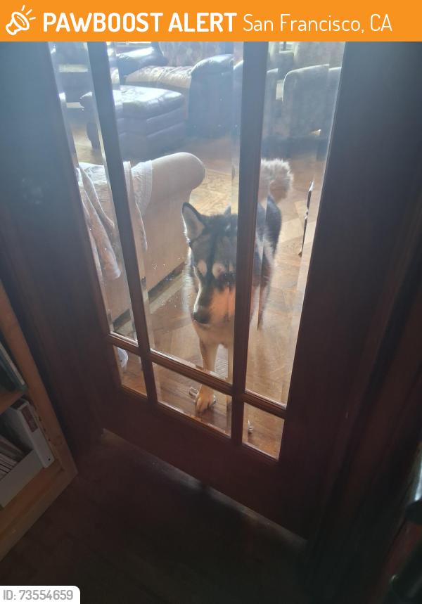 Found/Stray Male Dog last seen Lawton st, San Francisco, CA 94122