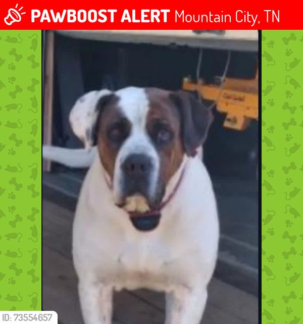 Lost Male Dog last seen Beside Walnut Grove Church, Mountain City, TN 37683