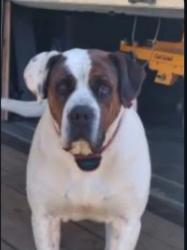 Lost Male Dog last seen Beside Walnut Grove Church, Mountain City, TN 37683