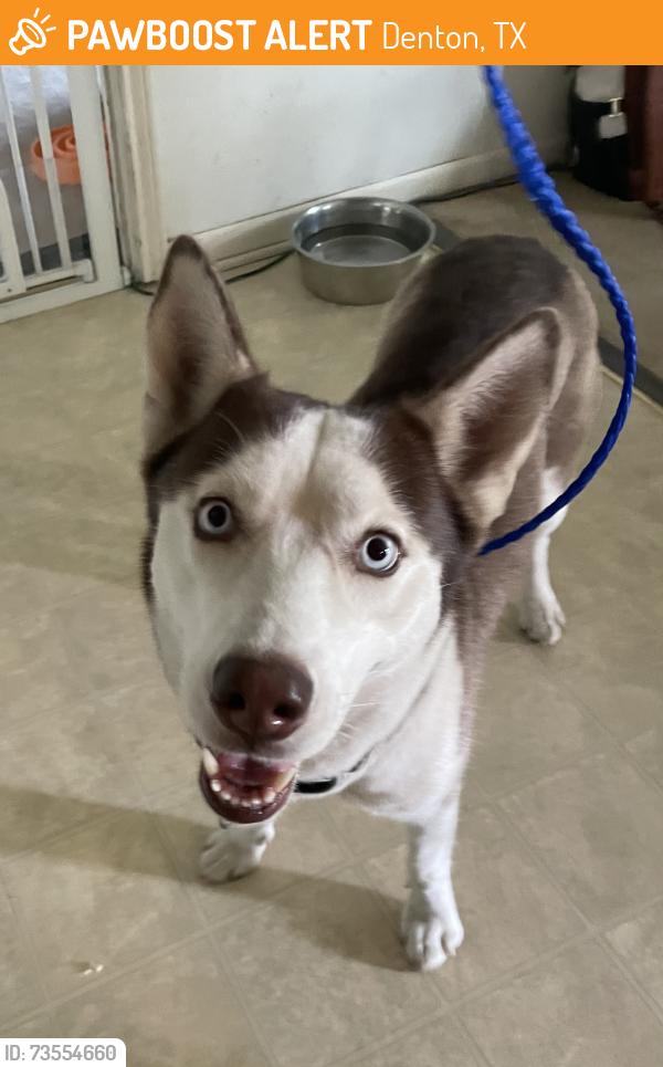Found/Stray Unknown Dog last seen McCormick St. and Dudley St., Denton, TX 76205