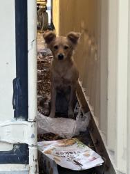 Found/Stray Female Dog last seen 6th & long beach blvd, Long Beach, CA 90802