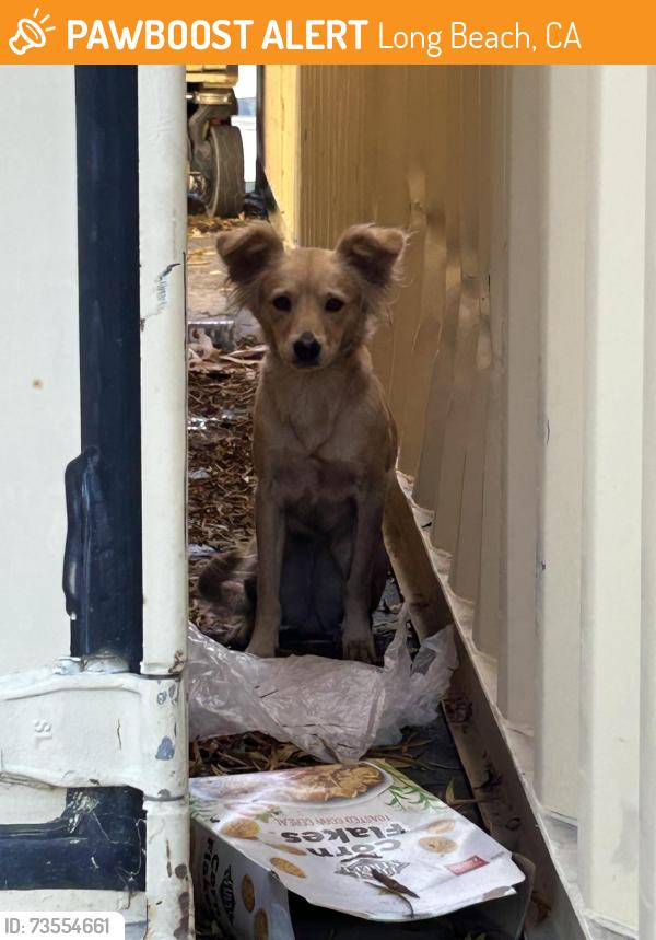 Found/Stray Female Dog last seen 6th & long beach blvd, Long Beach, CA 90802