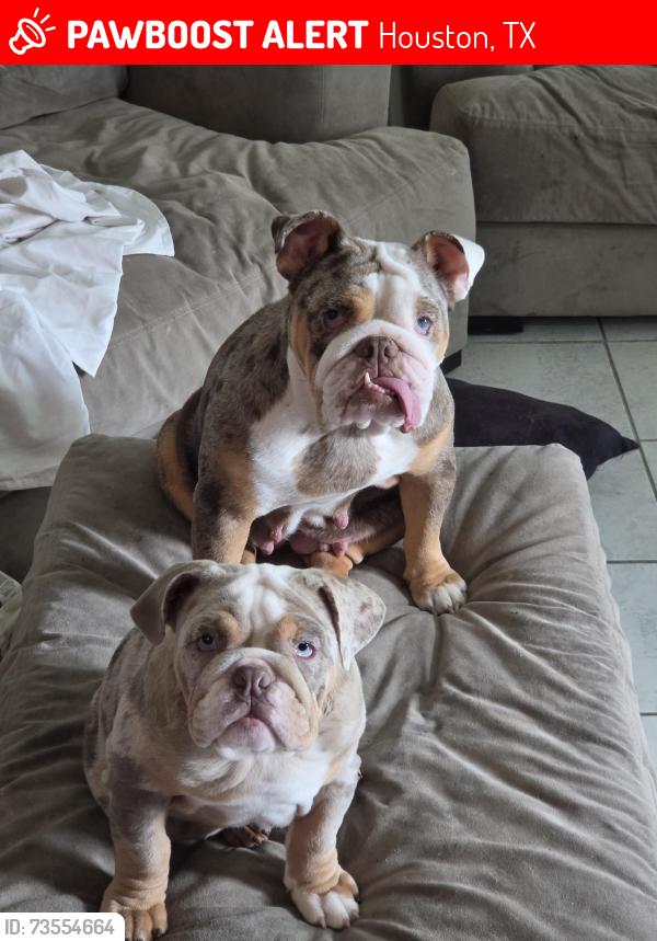 Lost Female Dog last seen Near main oak st, Houston, TX 77038