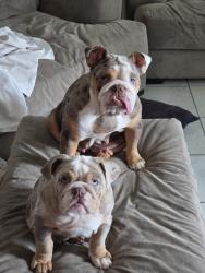 Lost Female Dog last seen Near main oak st, Houston, TX 77038