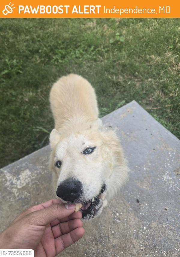 Found/Stray Male Dog last seen 23rd street, Independence, MO 64052