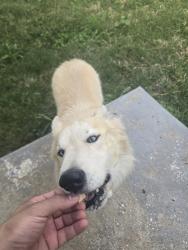Found/Stray Male Dog last seen 23rd street, Independence, MO 64052