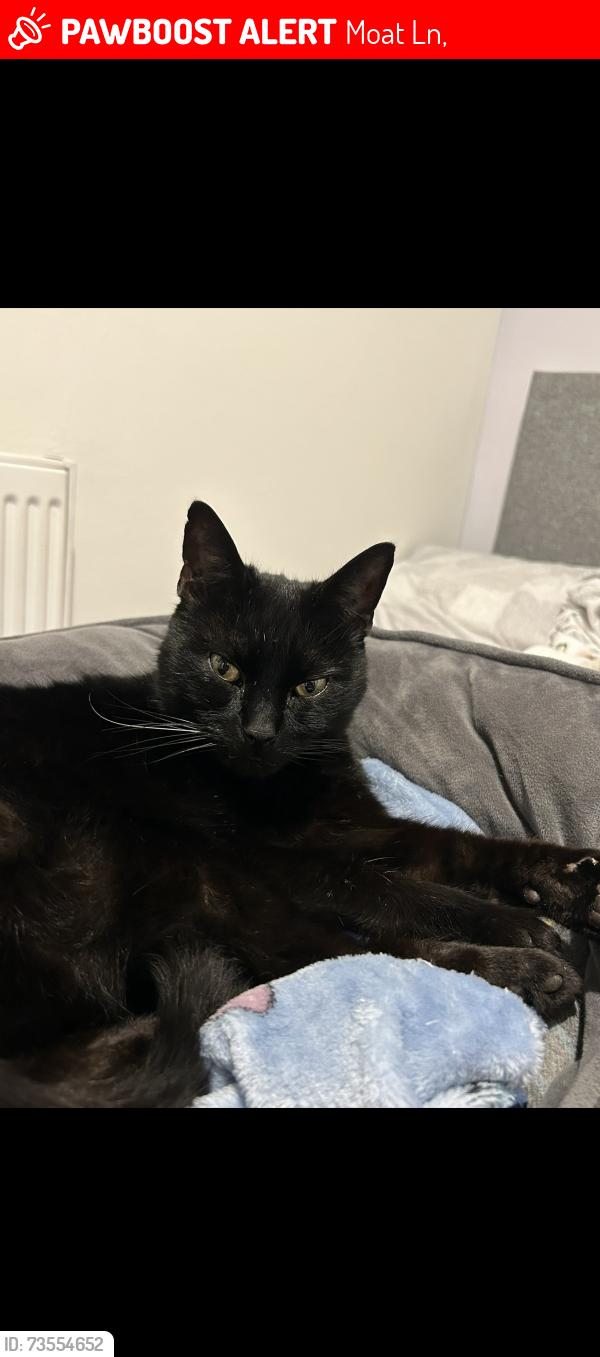 Lost Male Cat last seen Old moat hse, Moat Ln,  
