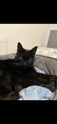 Lost Male Cat last seen Old moat hse, Moat Ln,  