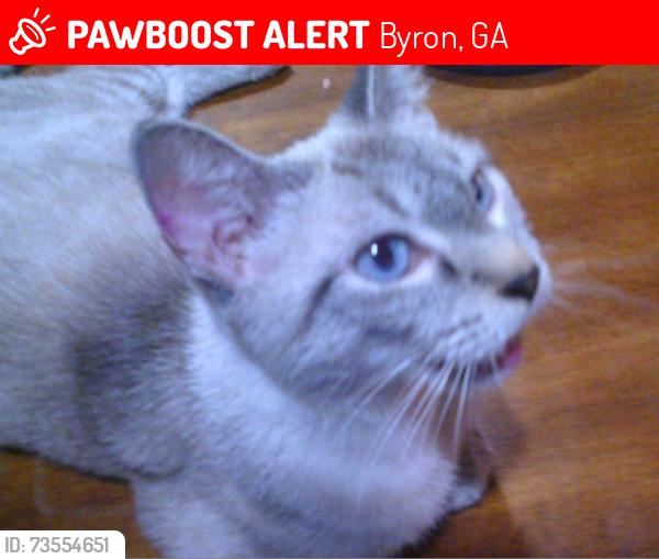Lost Female Cat last seen Near berlyn dr, Byron, GA 31008