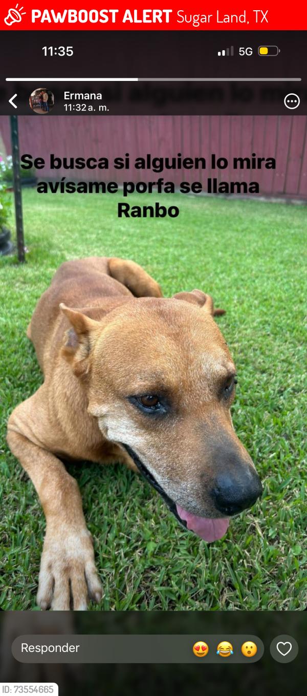 Lost Male Dog last seen Near Old Richmond Rd Sugar Land, TX 77498 United States, Sugar Land, TX 77498