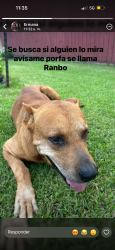 Lost Male Dog last seen Near Old Richmond Rd Sugar Land, TX 77498 United States, Sugar Land, TX 77498
