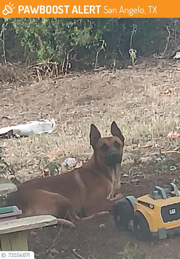 Found/Stray Male Dog last seen Coliseum, San Angelo, TX 76903