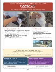 Reunited Male Cat last seen Norwalk, CA 90650, USA, Norwalk, CA 90650
