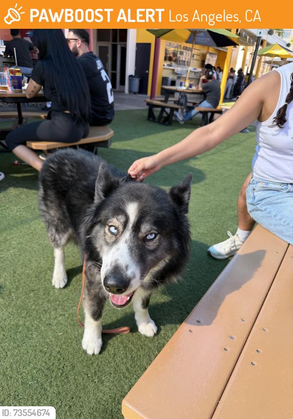 Found/Stray Male Dog last seen Sepulveda blvd and tabor st, Los Angeles, CA 90034