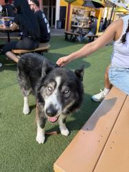 Found/Stray Male Dog last seen Sepulveda blvd and tabor st, Los Angeles, CA 90034