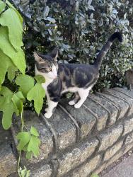Reunited Unknown Cat last seen Park drive entrance to piedmont park (park drive & elmwood drive), Atlanta, GA 30306