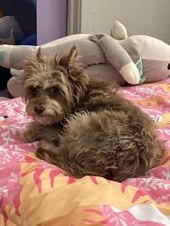 Lost Female Dog last seen Broadway Rd. & Central Ave near Pete's Fish and Chips, Phoenix, AZ 85041