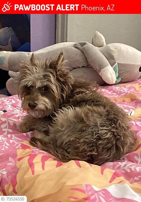 Lost Female Dog last seen Broadway Rd. & Central Ave near Pete's Fish and Chips, Phoenix, AZ 85041
