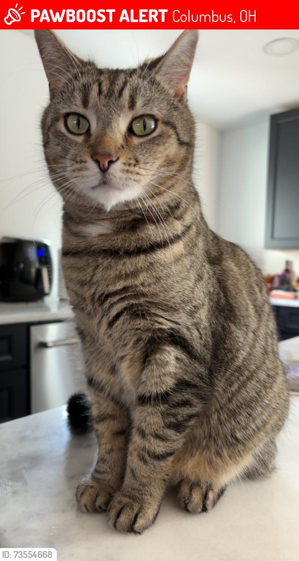 Lost Male Cat last seen Hamilton twp area, Columbus, OH 43207