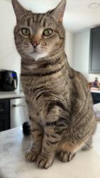 Lost Male Cat last seen Hamilton twp area, Columbus, OH 43207