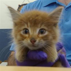Shelter Stray Male Cat last seen Near BLOCK SW 152 AVE, 3599 NW 79th Ave, Doral, FL 33122, USA