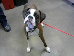 Shelter Stray Female Dog last seen BRADSHAW RD/GOETHE RD, 95827, 3839 Bradshaw Rd, Sacramento, CA 95827, USA