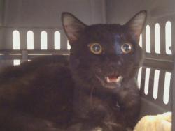 Shelter Stray Male Cat last seen ELK GROVE FLORIN RD/CALVINE RD, 95829, 3839 Bradshaw Rd, Sacramento, CA 95827, USA