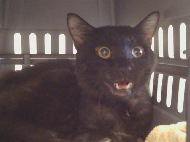 Shelter Stray Male Cat last seen ELK GROVE FLORIN RD/CALVINE RD, 95829, 3839 Bradshaw Rd, Sacramento, CA 95827, USA