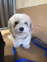 Shelter Stray Female Dog last seen MASSACHUSETTS & SAN MIGUEL, 130 Beyer Way, Chula Vista, CA 91911, USA