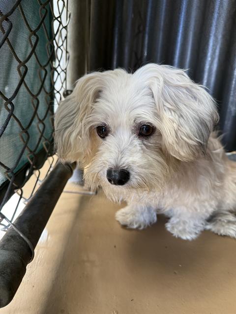 Shelter Stray Female Dog last seen MASSACHUSETTS & SAN MIGUEL, 130 Beyer Way, Chula Vista, CA 91911, USA
