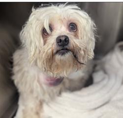 Shelter Stray Female Dog last seen , 11258 Garfield Ave, Downey, CA 90242, USA