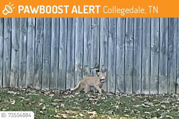 Found/Stray Unknown Cat last seen Corner of McDonald and Tallant roads, Collegedale, TN 37363