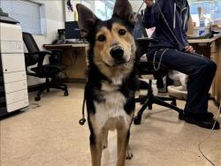 Shelter Stray Male Dog last seen , 957 N Gaffey St, San Pedro, CA 90731, USA