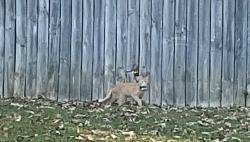 Found/Stray Unknown Cat last seen Corner of McDonald and Tallant roads, Collegedale, TN 37363
