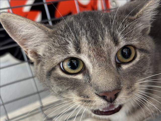Shelter Stray Female Cat last seen , 957 N Gaffey St, San Pedro, CA 90731, USA