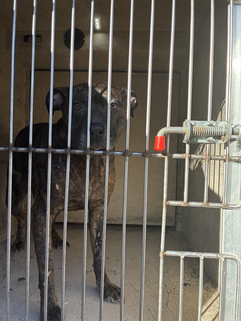 Shelter Stray Female Dog last seen Near BLOCK W KENTUCKY, 3528 Newburg Rd, Louisville, KY 40218, USA